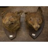 Two taxidermy fox heads mounted on shields, both have been cut down (2)