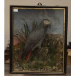 An early to mid 20th century taxidermy parrot in a glazed box in natural surroundings 43cm x 36cm