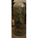 Two early 20th century taxidermy tropical birds, on a circular base with glass dome in natural