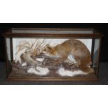 Taxidermy : C Griffith, Liverpool, a preserved and well modelled fox confronting a weasel with