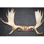 Taxidermy : A pair of moose antlers with quarter skull, mounted on wood plinth, 96cm wide