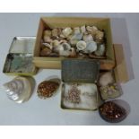 A collection of seashells