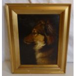 Darwin Holdsworth Bartrop (British 1882-1947) - Half length study of a collie, oil on board . The