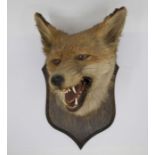 An early 20th Century taxidermy fox head, on wooden wall plaque