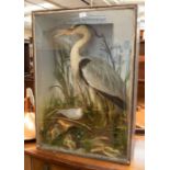 Taxidermy; a cased heron and a tern amidst foliage; 60 x 86cms approx