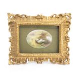 An early 20th Century Royal Worcester oval plaque painted with a Swan and a cygnet, signed by