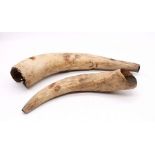 Two 17th/18th Century buffalo horn Scrimshaw gun powder horns, with carved writing and symbols