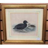 After J G Keulemans, a collection of five various species of  bird lithographs, all framed and