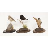 A 21st Century common British birds, a collection of three birds, mounted - song thrush, blackbird