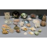 A small collection of cowrie, spider conch and other sea shells and similar items