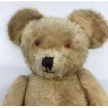 Antique 23”  pronounced snout golden mid Century Teddy bear with globe like large cup ears, possibly