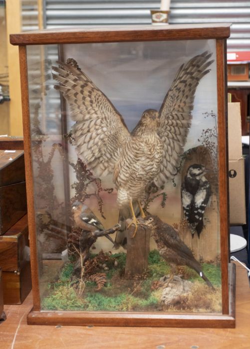 Taxidermy interest: Sparrow Hawk, Greater Spotted Woodpecker, Chaffinch and juvenile Blackbird in