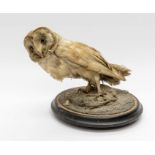 A Barn Owl on an ebonised stand