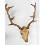 Taxidermy: an early 20th Century Stag's head (1)