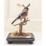 A Victorian taxidermy male bullfinch,  perched on a twig, within a glass dome on black plinth with