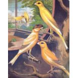The Illustrated Book of Canaries and Cage-Birds, British & Foreign, by Blakston, Swaysland and