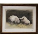 Sarah Elder (20th/21st century) Study of two pigs, pastel, signed lower right. 40 x 57cm