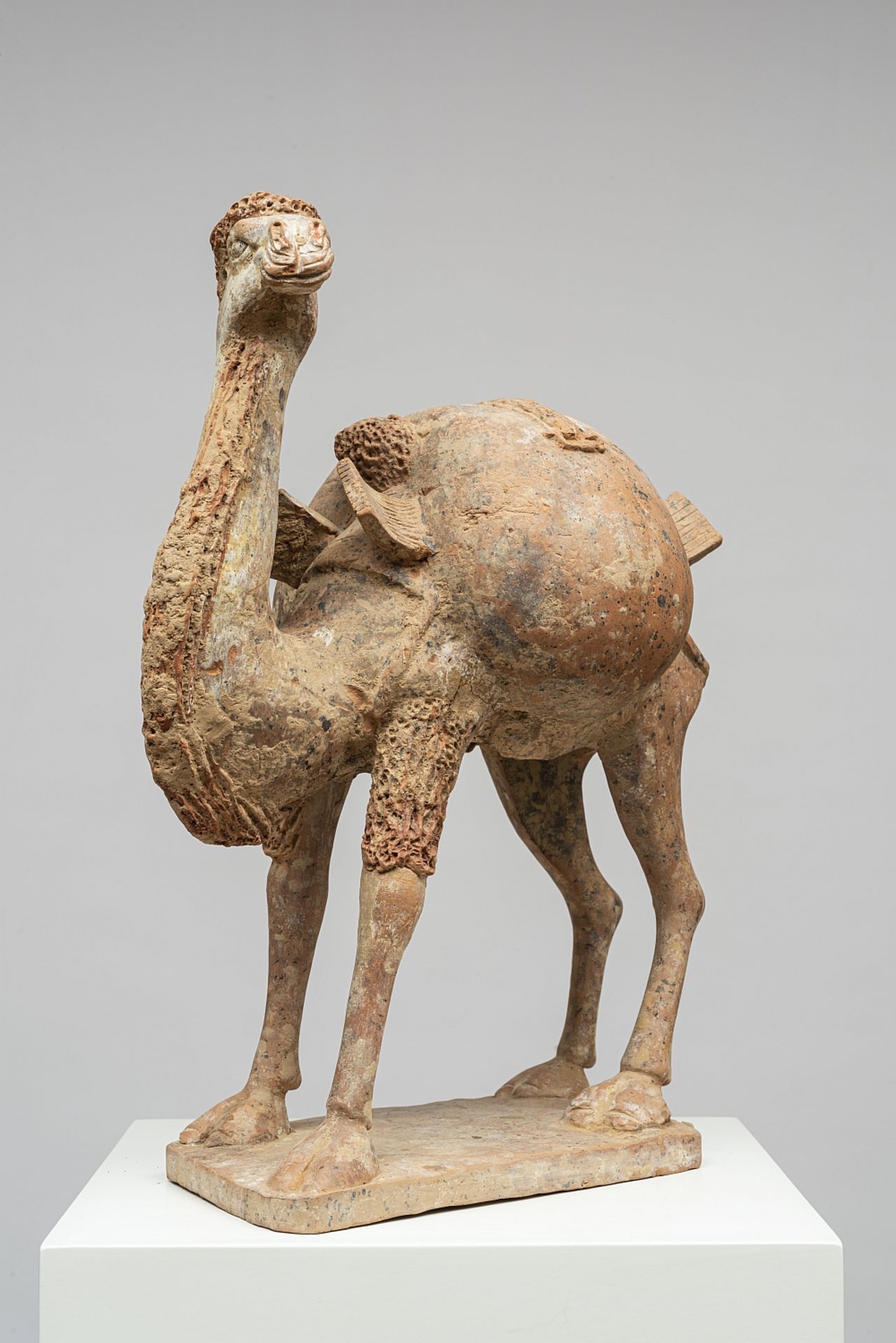 BACTRIAN CAMEL - Bild 2 aus 6