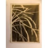 Japanese press photograph, locusts on wheat. Stamped The Shimbun Rengo on reverse. Mid 20thC. Approx