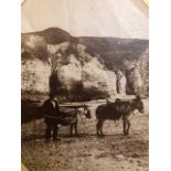 Working Donkeys. Photograph 1890s Albumen print. Approx 8x10cm