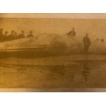Whale photograph, 1892, Humber. Mounted on board, 76ft length on beach at Cleethorpes Approx:28x40
