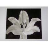 H Arakawa. Flower photograph on heavy paper, signed. Approx 43x60cm