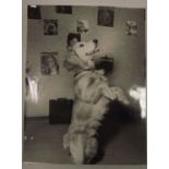 Sandro Vespasiani. Silver Gelatin prints of a Cat, and a Dog. (2) Size 24cm x 19cm