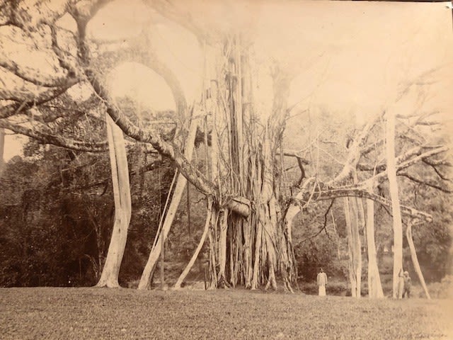 Council Tree Photograph Approx 13x17cm (U5)