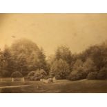 Crowhurst, Albumen Photograph of Rhododendron Garden. Late 19th C. Mounted on Heavier Paper Approx