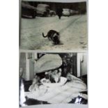 Sandro Vespasiani. Silver Gelatin Prints of a Cat in Snow, and a Dog. (2) Approx 18x24cm