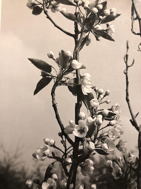 Photographs in a bag of mixed age and style. C1890s to modern. Including a selection of nature - Image 6 of 13