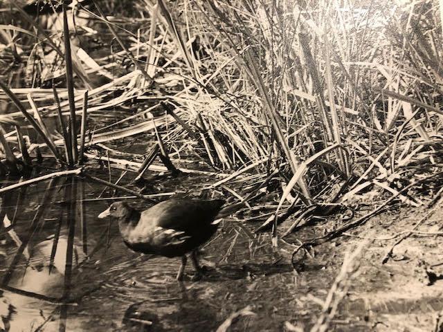 Photographs in a bag of mixed age and style. C1890s to modern. Including a selection of nature - Image 3 of 13