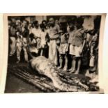 Python with huge belly and spectators, vintage photograph silver gelatin. Plus photograph of barrels