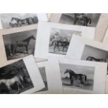 Engravings of horses mid 19thC. (10)