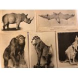 Postcards, group of Rome RPs, museum cards of animals, 3 sweetheart cards and other vintage cards UK
