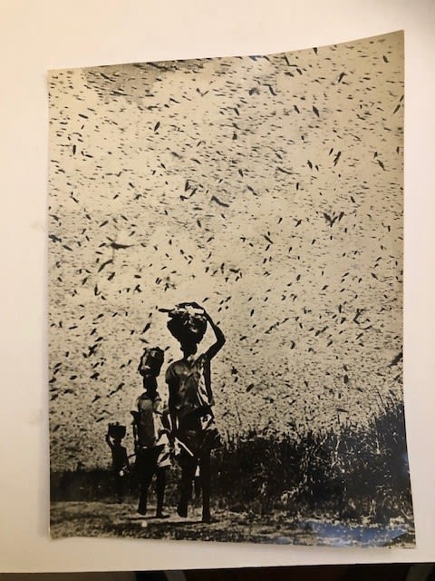 Photograph of locusts in flight with 3 standing figures. Stamped on reverse Zomo Collection. - Image 2 of 4