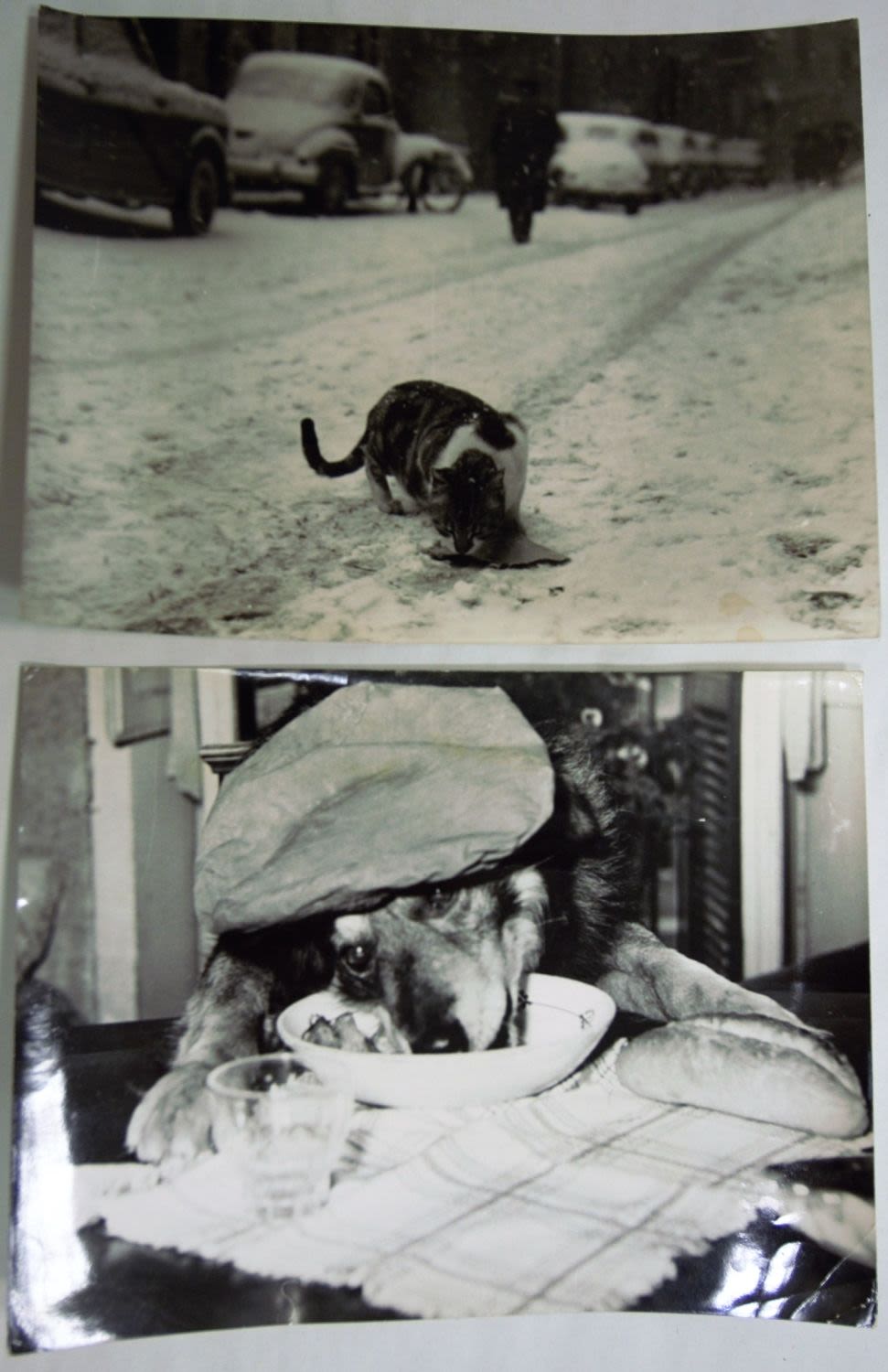 Sandro Vespasiani. Silver Gelatin Prints of a Cat in Snow, and a Dog. (2) Approx 18x24cm