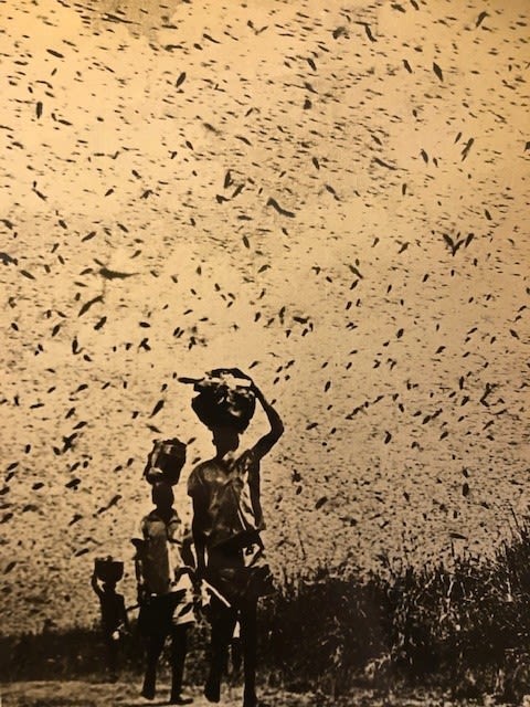 Photograph of locusts in flight with 3 standing figures. Stamped on reverse Zomo Collection.