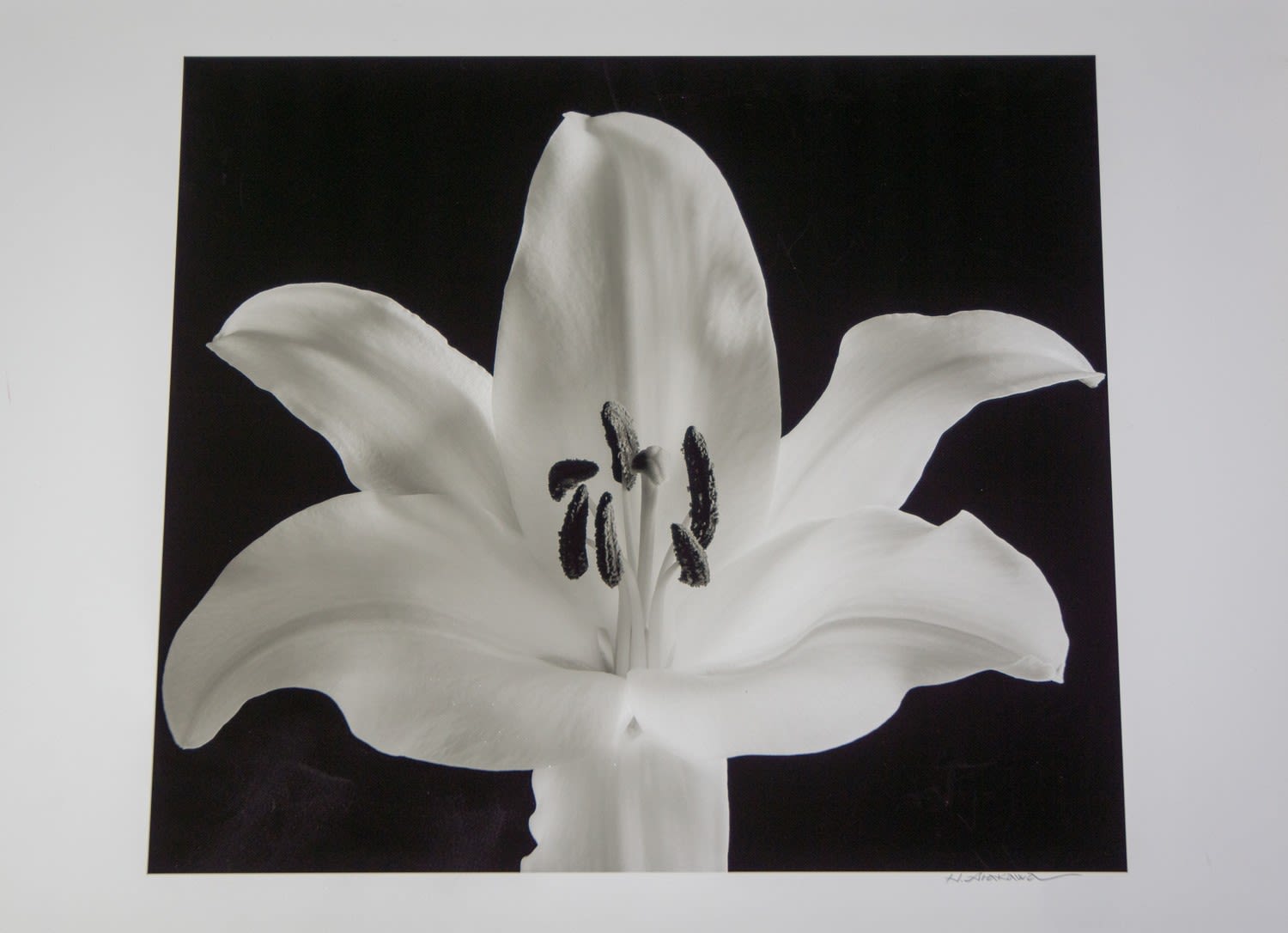 H Arakawa. Flower photograph on heavy paper, signed. Approx 43x60cm F2