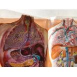 Transart Anatomical Atlas, 1968. Seems complete with age worn edges/staining