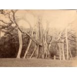 Council Tree Photograph Approx 13x17cm (U5)