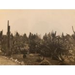 William Wild photograph, signed. Garden in Pasadena, California.