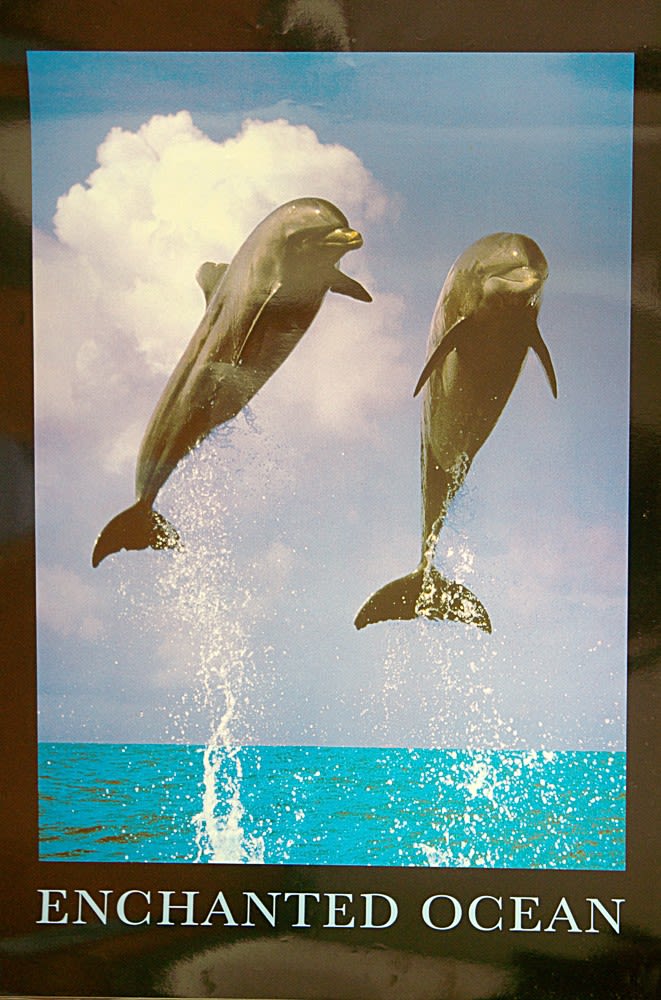 Laminated Children?s Posters. Incl. Dolphins, Shrek, Tweenies (5) Approx 60cm x 45cm - Image 2 of 5