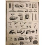 Large book plates, Fossils, Agriculture, Science and Nature from The Mary-Anne Islands.