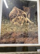 20th cent. Prints: Signed limited edition, wildlife Simon Coombes lion and lioness 'The Hypnotist'