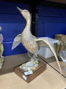 Royal Worcester: Limited edition porcelain figure of an open winged American Pintail c1970. 11½ins.