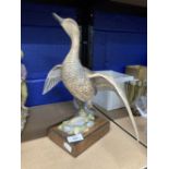 Royal Worcester: Limited edition porcelain figure of an open winged American Pintail c1970. 11½ins.