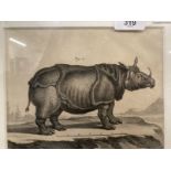 A pair of 19th century black-printed engravings of an Elephant and a Rhinoceros, possibly