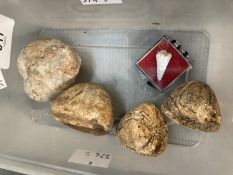 The Wexcombe Collection: Late Ordouician Echinoid fossils, sea urchins x 3, star fish and small