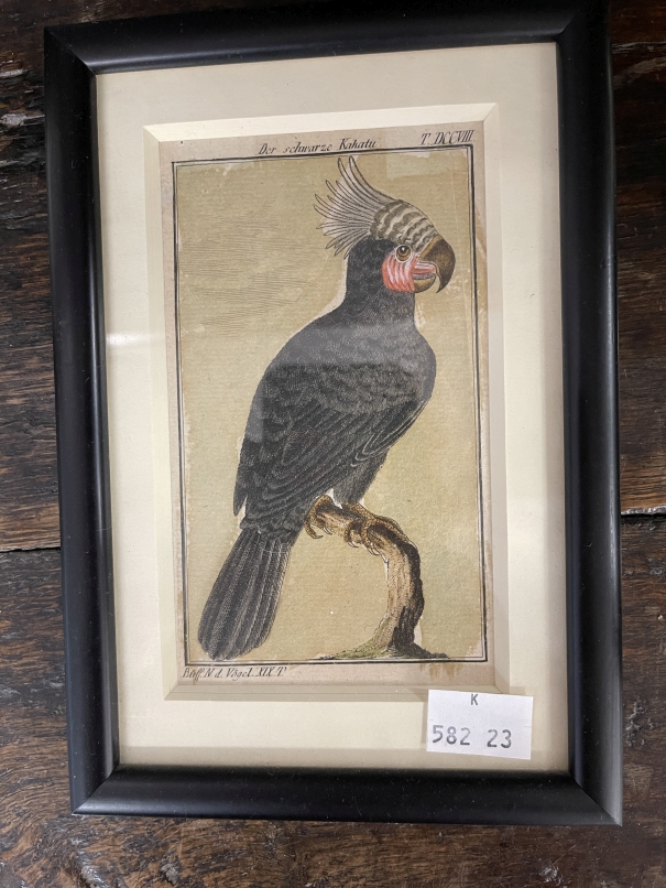 20th cent. Watercolour, Roman skyline, framed and glazed. 14ins. x 11½ins, print of a black cockatoo - Image 3 of 3